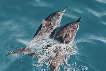 amenidades-delfines